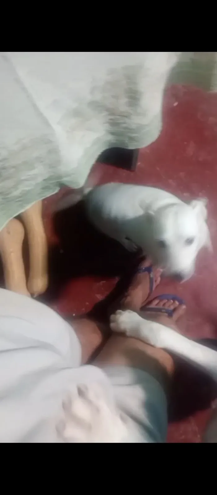 Cachorro raça SRD-ViraLata idade 6 ou mais anos nome jek