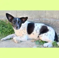 Cachorro raça SRD-ViraLata idade 1 ano nome SININHO