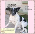 Cachorro raça SRD-ViraLata idade 1 ano nome SININHO