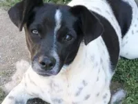 Cachorro raça SRD-ViraLata idade 1 ano nome SININHO