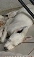 Cachorro raça SRD-ViraLata idade 1 ano nome Lila