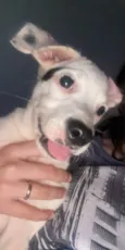 Cachorro raça SRD-ViraLata idade 1 ano nome Lila