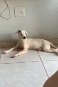 Cachorro raça SRD-ViraLata idade 1 ano nome Lila