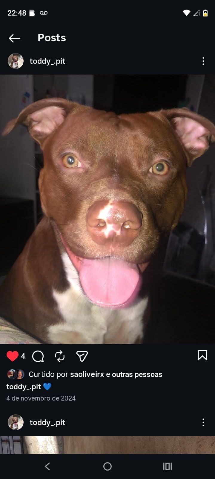 Cachorro raça Pit-Bull idade 2 anos nome MIRLENE GOMES PAUFERRO