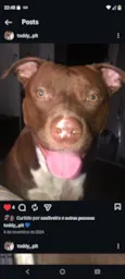 Cachorro raça Pit-Bull idade 2 anos nome MIRLENE GOMES PAUFERRO