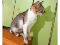 Gato raça SRD-ViraLata idade 3 anos nome Gatona