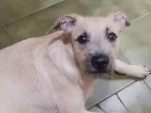 Cachorro raça SRD-ViraLata idade 7 a 11 meses nome Filó 