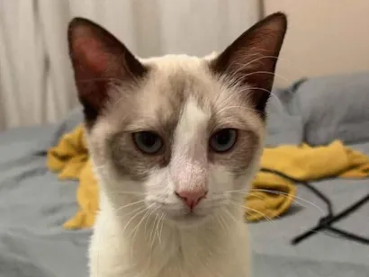 Gato raça SRD-ViraLata idade 2 a 6 meses nome Mingau