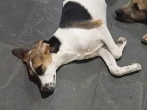 Cachorro raça SRD-ViraLata idade 7 a 11 meses nome Zeca