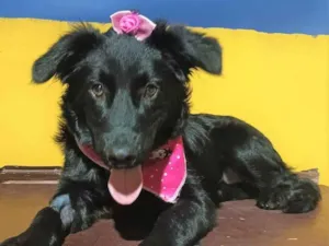Cachorro raça SRD-ViraLata idade 1 ano nome BRISA