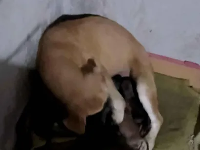 Cachorro raça SRD-ViraLata idade 7 a 11 meses nome Karara