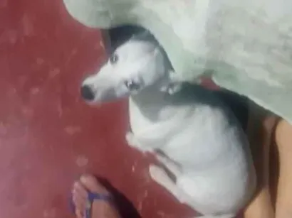 Cachorro raça SRD-ViraLata idade 6 ou mais anos nome jek