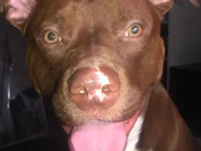 Cachorro raça Pit-Bull idade 2 anos nome MIRLENE GOMES PAUFERRO