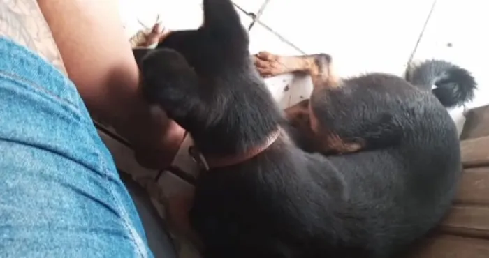 Cachorro raça SRD-ViraLata idade 5 anos nome Kolmogorov