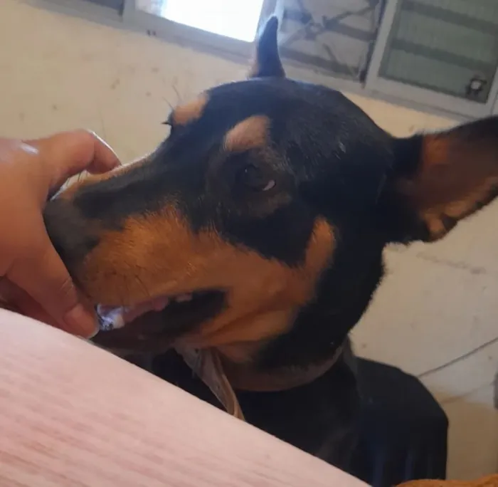 Cachorro raça SRD-ViraLata idade 5 anos nome Kolmogorov