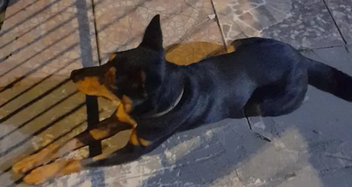 Cachorro raça SRD-ViraLata idade 5 anos nome Kolmogorov