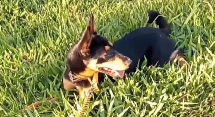 Cachorro raça SRD-ViraLata idade 5 anos nome Kolmogorov