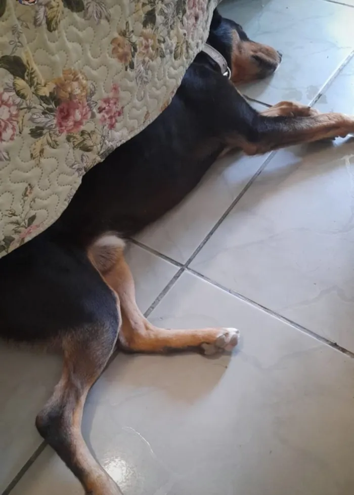 Cachorro raça SRD-ViraLata idade 5 anos nome Kolmogorov