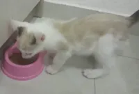 Gato raça SRD-ViraLata idade 2 a 6 meses nome Suzie