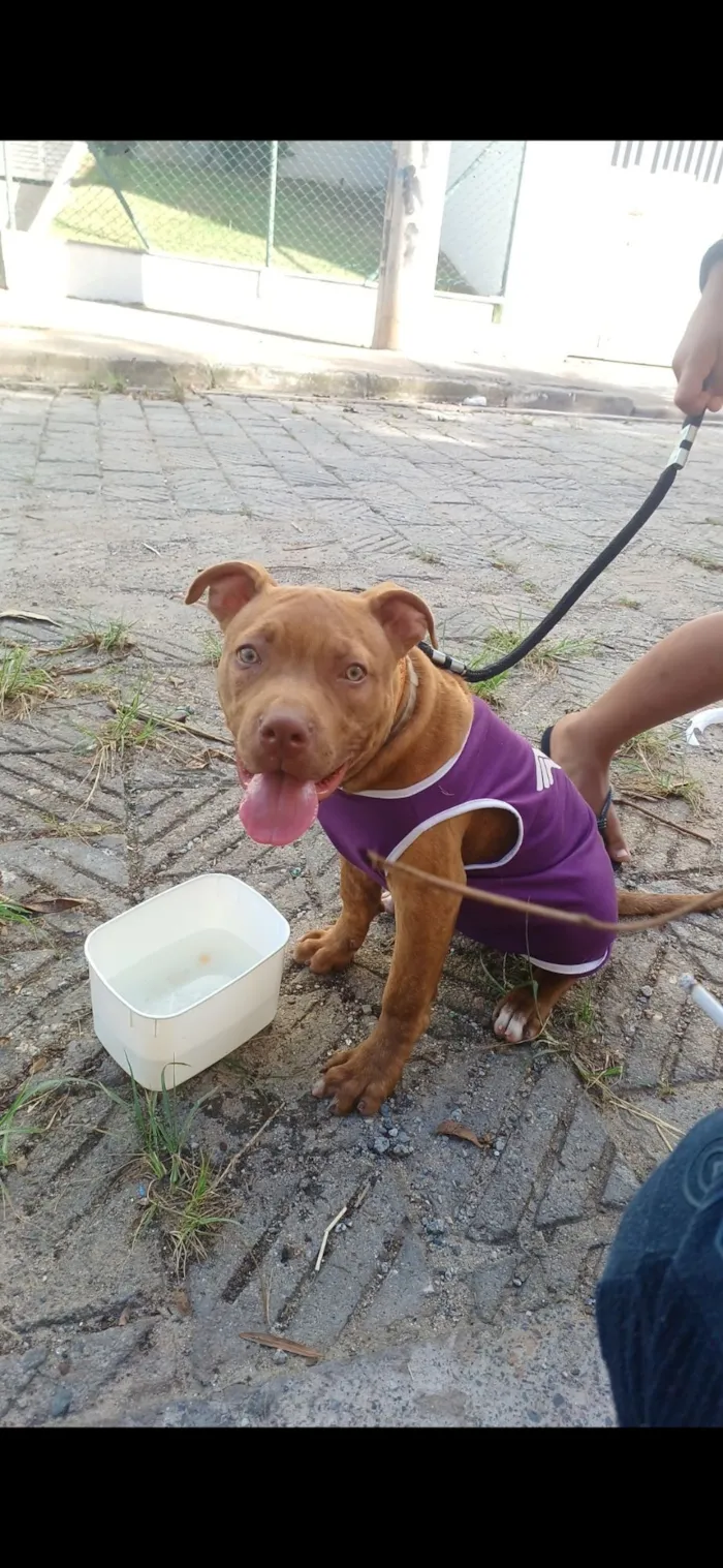 Cachorro raça Pit-Bull idade 2 a 6 meses nome Mel 