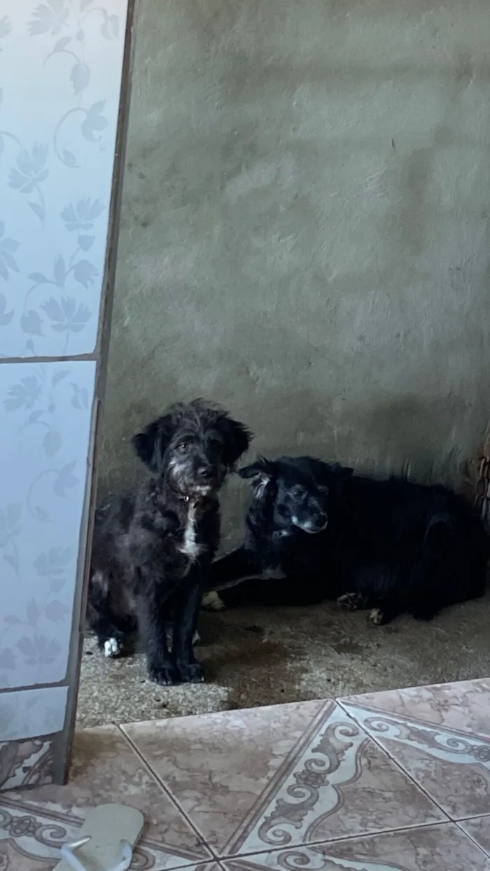 Cachorro raça SRD-ViraLata idade 2 a 6 meses nome Pitoco 