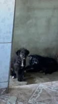 Cachorro raça SRD-ViraLata idade 2 a 6 meses nome Pitoco 