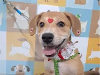 Cachorro raça SRD-ViraLata idade 2 a 6 meses nome Kaya