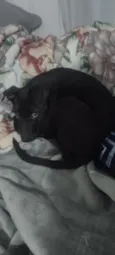 Cachorro raça SRD-ViraLata idade 2 a 6 meses nome Tigrinha 