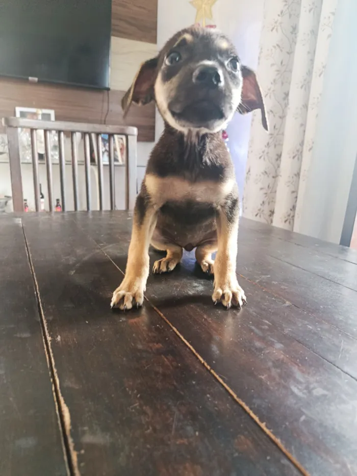 Cachorro raça SRD-ViraLata idade Abaixo de 2 meses nome Lira, infelizmente minha casa não muro e não tem área para ela viver da forma que ela merece 