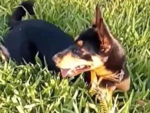 Cachorro raça SRD-ViraLata idade 5 anos nome Kolmogorov