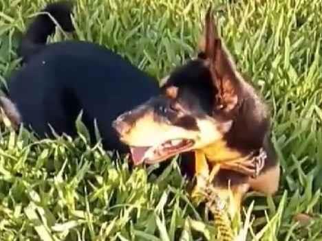 Cachorro raça SRD-ViraLata idade 5 anos nome Kolmogorov