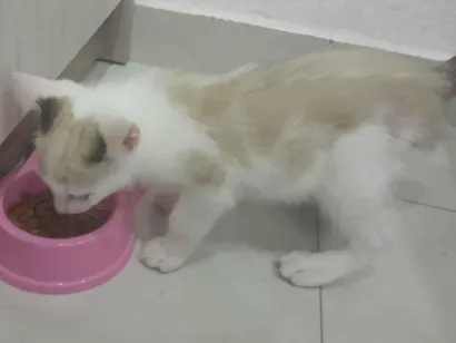 Gato raça SRD-ViraLata idade 2 a 6 meses nome Suzie