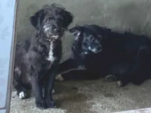 Cachorro raça SRD-ViraLata idade 2 a 6 meses nome Pitoco 