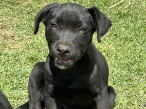 Cachorro raça SRD-ViraLata idade 2 a 6 meses nome Isabela Alves Miranda Oliveira