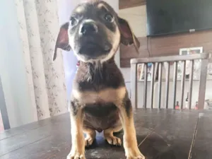 Cachorro raça SRD-ViraLata idade Abaixo de 2 meses nome Lira