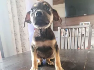 Cachorro raça SRD-ViraLata idade Abaixo de 2 meses nome Lira, infelizmente minha casa não muro e não tem área para ela viver da forma que ela merece 