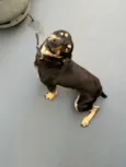 Cachorro raça SRD-ViraLata idade 2 a 6 meses nome Thanos