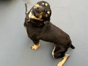 Cachorro raça SRD-ViraLata idade 2 a 6 meses nome Thanos