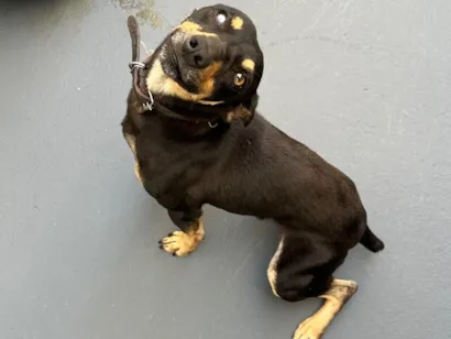 Cachorro raça SRD-ViraLata idade 2 a 6 meses nome Thanos