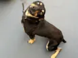 Cachorro raça SRD-ViraLata idade 2 a 6 meses nome Thanos