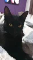 Gato raça SRD-ViraLata idade 1 ano nome Void 