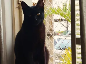 Gato raça SRD-ViraLata idade 1 ano nome Void 