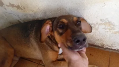 Cachorro raça Fila idade 4 anos nome ADRIANA CAIUT