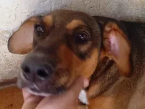 Cachorro raça Fila idade 4 anos nome ADRIANA CAIUT