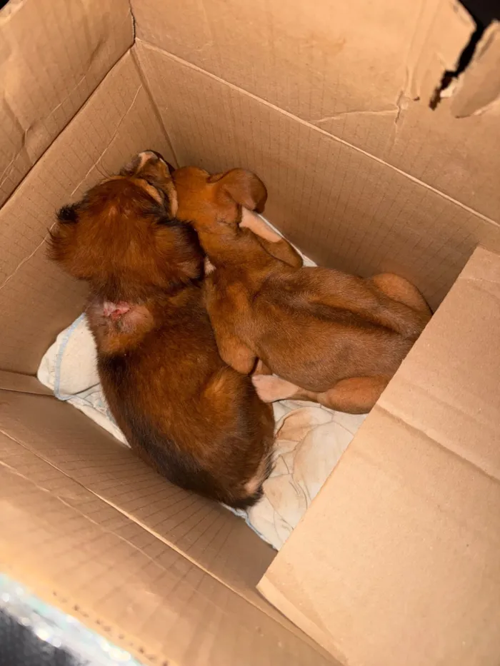 Cachorro raça SRD-ViraLata idade 2 a 6 meses nome Ainda sem nome