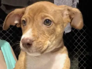 Cachorro raça SRD-ViraLata idade 2 a 6 meses nome Ainda sem nome