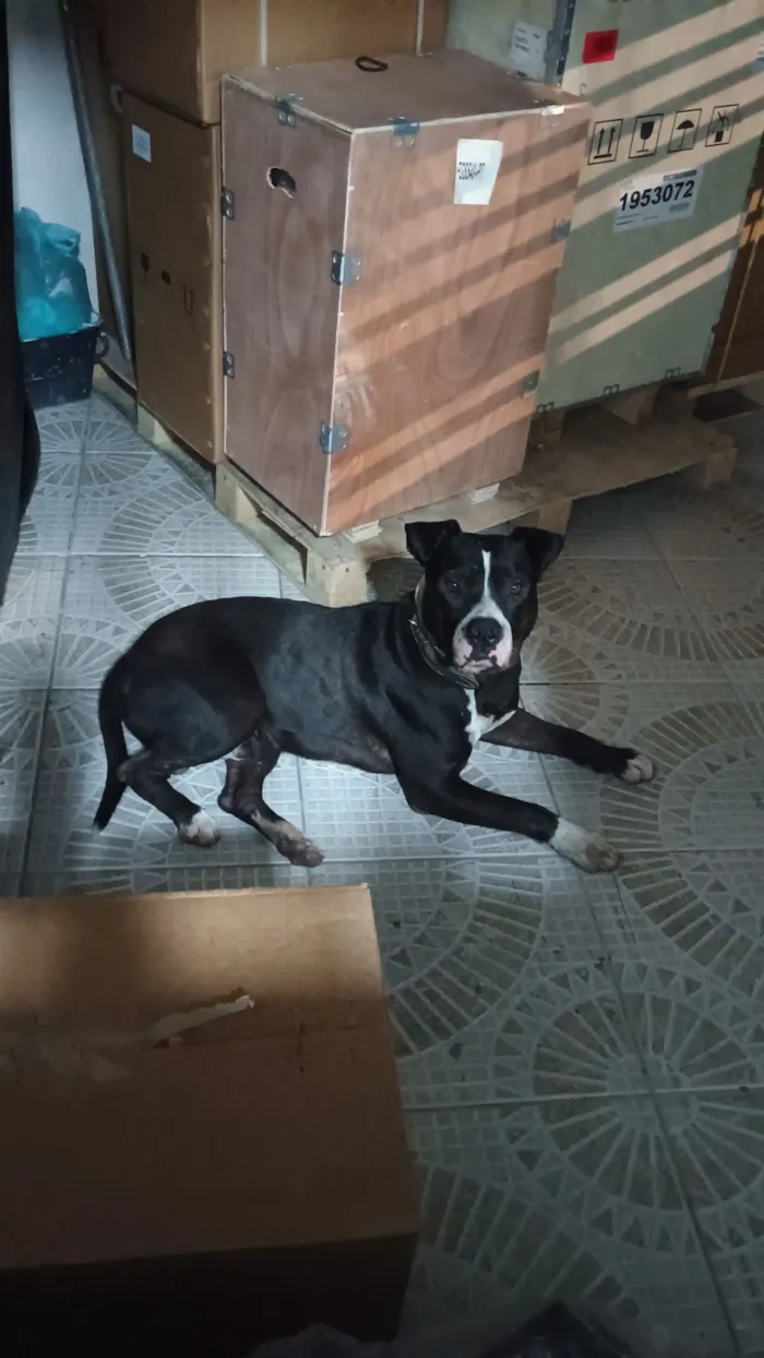 Cachorro raça Pit-Bull idade 1 ano nome Negão