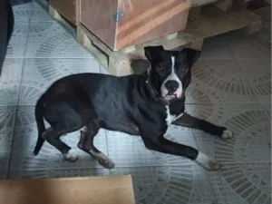 Cachorro raça Pit-Bull idade 1 ano nome Negão