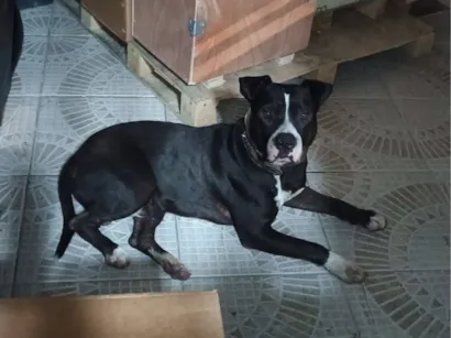 Cachorro raça Pit-Bull idade 1 ano nome Negão