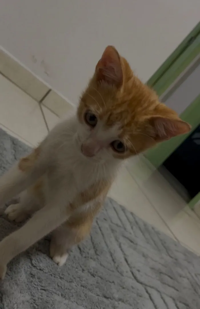 Gato raça SRD-ViraLata idade Abaixo de 2 meses nome Ferrugem